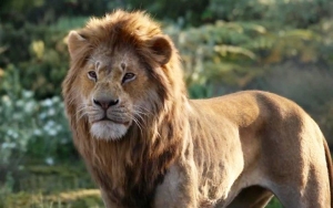 Why Disney Won't Acknowledge 'The Lion King' Remake as the Top Grossing Animated Film Ever