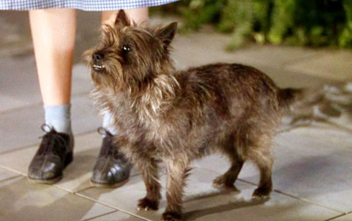 Warner Bros. Develops 'The Wizard of Oz' Animated Film From Toto's Perspective 