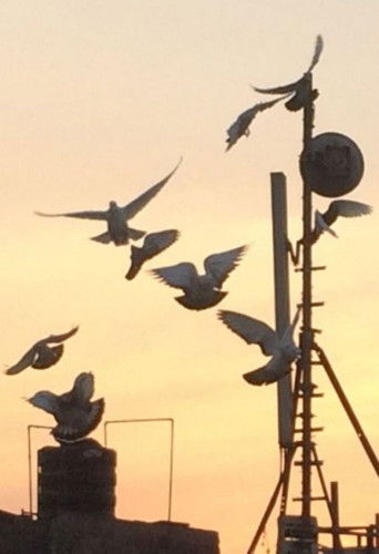 Skyward