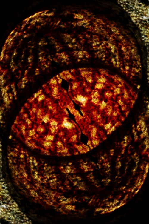 Salamanderfilm 2