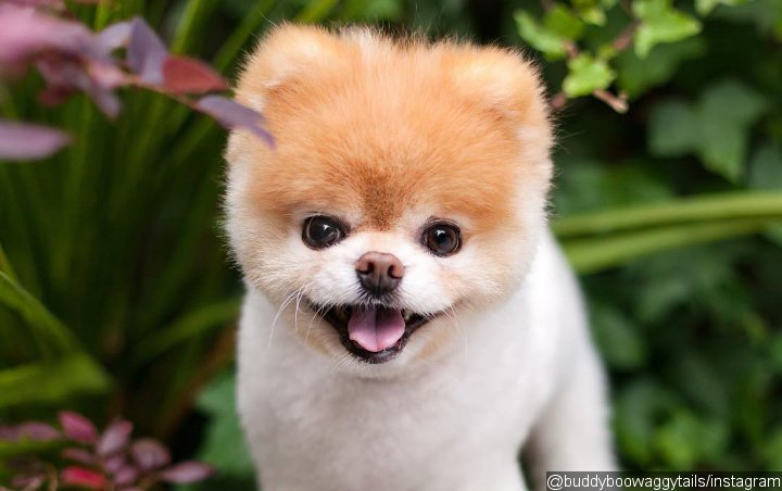 Remembering Boo, 'World's Cutest Dog,' Who Dies at 12 - See the Cutest Pics
