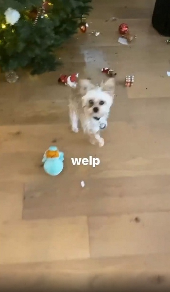 The pet destroys Justin and Hailey Bieber's Christmas tree