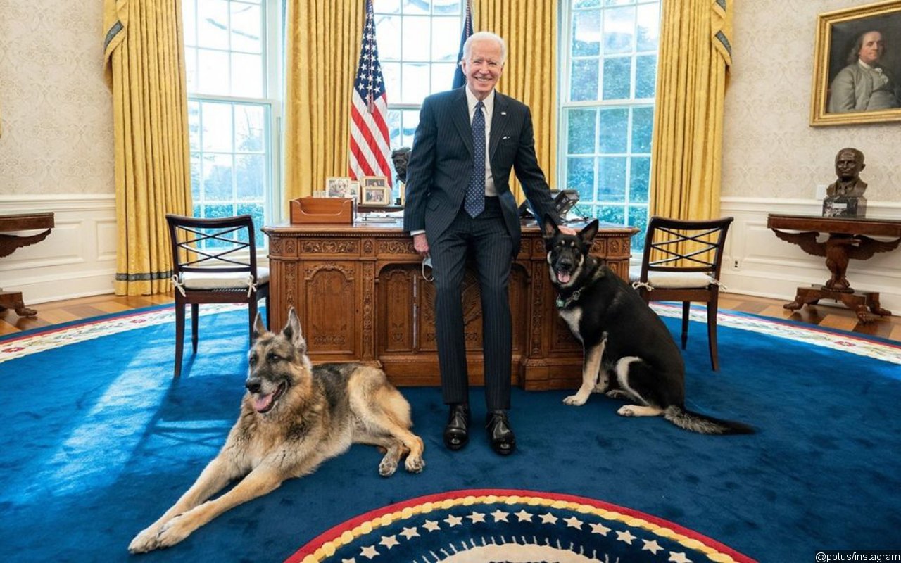 Joe Biden's Dogs Removed From White House After Reported 'Biting Incident'