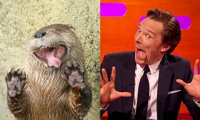 See Benedict Cumberbatch's Hilarious Otter Faces