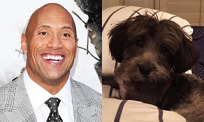 The Rock Throws In $1,500 for Sick Puppy Named After Him