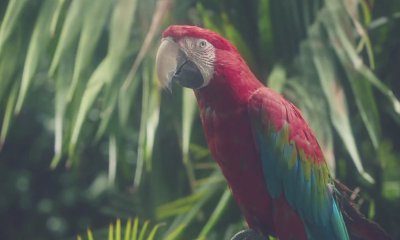 Watch This Parrot Preview Calvin Harris' Star-Studded New Album