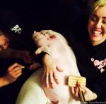 Miley Cyrus Slammed for Painting Her Pig's Toenails