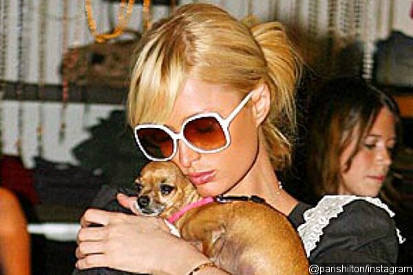 Paris Hilton Saddened and Devastated by Death of Dog Tinkerbell