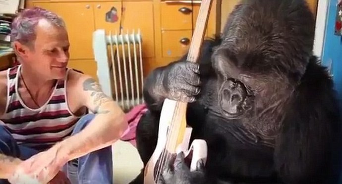 Watch: Red Hot Chili Peppers' Flea Gives Koko the Gorilla Music Lesson!