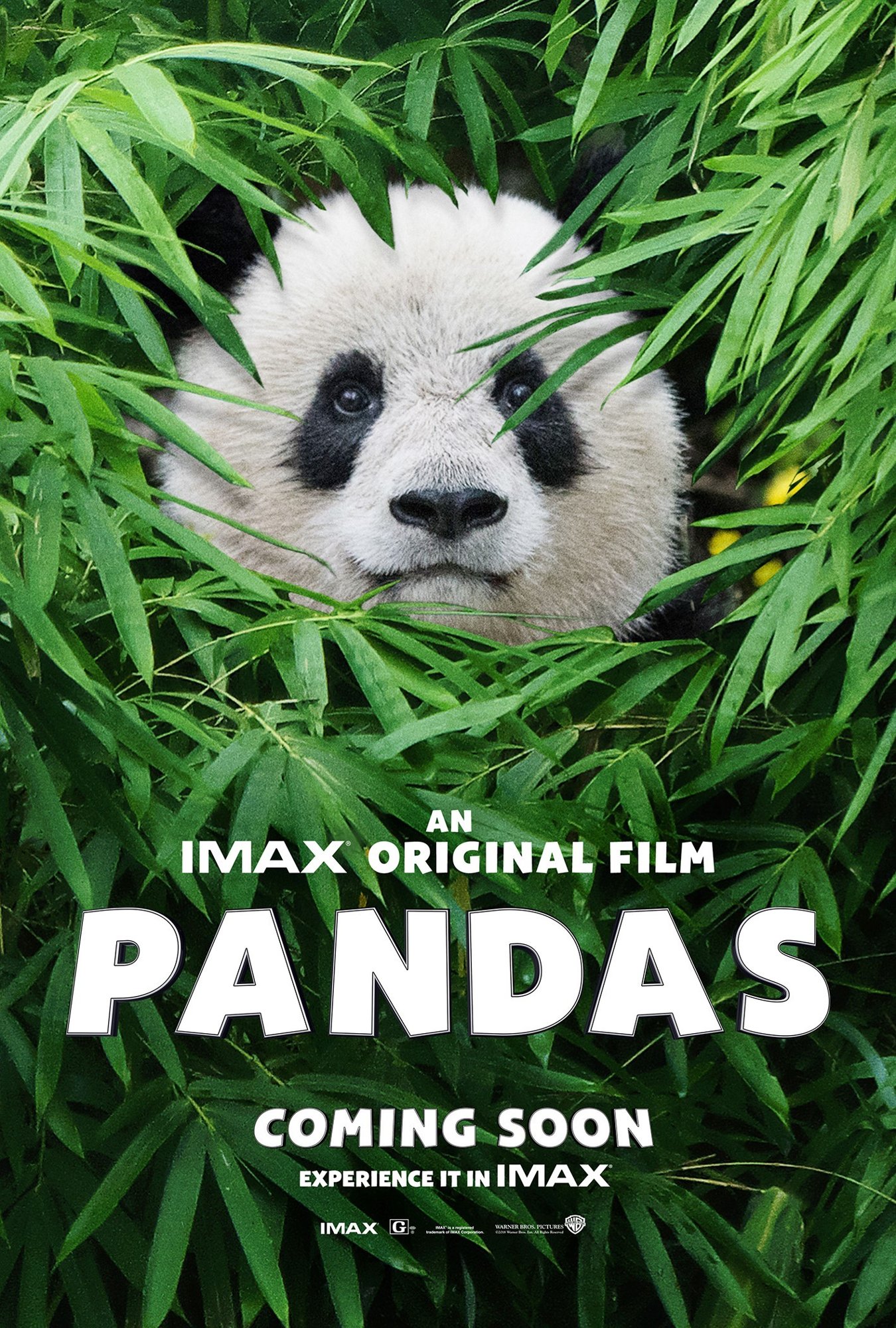 Poster of Warner Bros. Pictures' Pandas (2018)