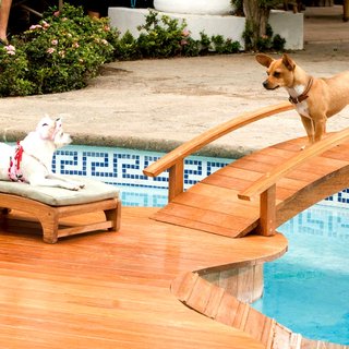 Beverly Hills Chihuahua Picture 3