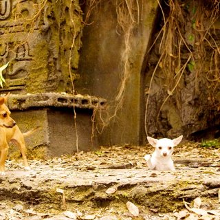Beverly Hills Chihuahua Picture 13