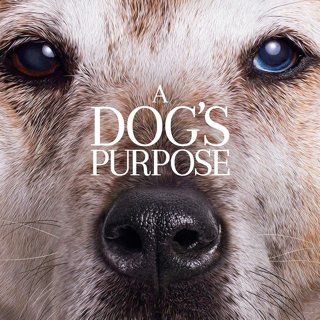 A Dog's Purpose Picture 5