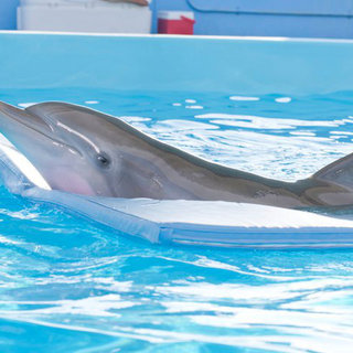 A scene from Warner Bros. Pictures' Dolphin Tale (2011)