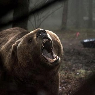 Into the Grizzly Maze Picture 3