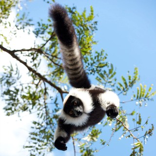 A scene from Warner Bros. Pictures' Island of Lemurs: Madagascar (2014)