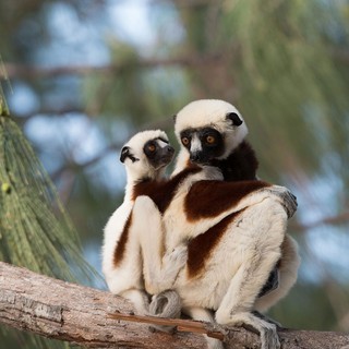 Island of Lemurs: Madagascar Picture 2