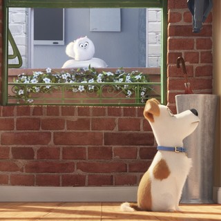 The Secret Life of Pets Picture 2