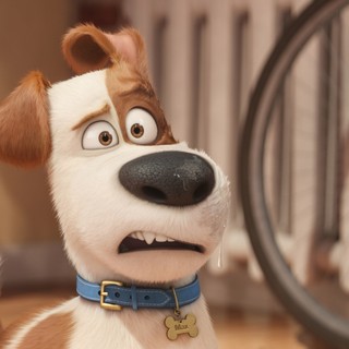 The Secret Life of Pets Picture 12