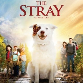 Poster of Purdie Distribution's The Stray (2017)
