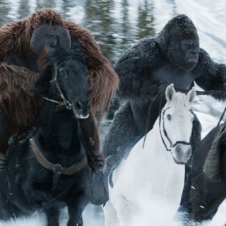 Maurice, Luca, and Rocket from 20th Century Fox's War for the Planet of the Apes (2017)