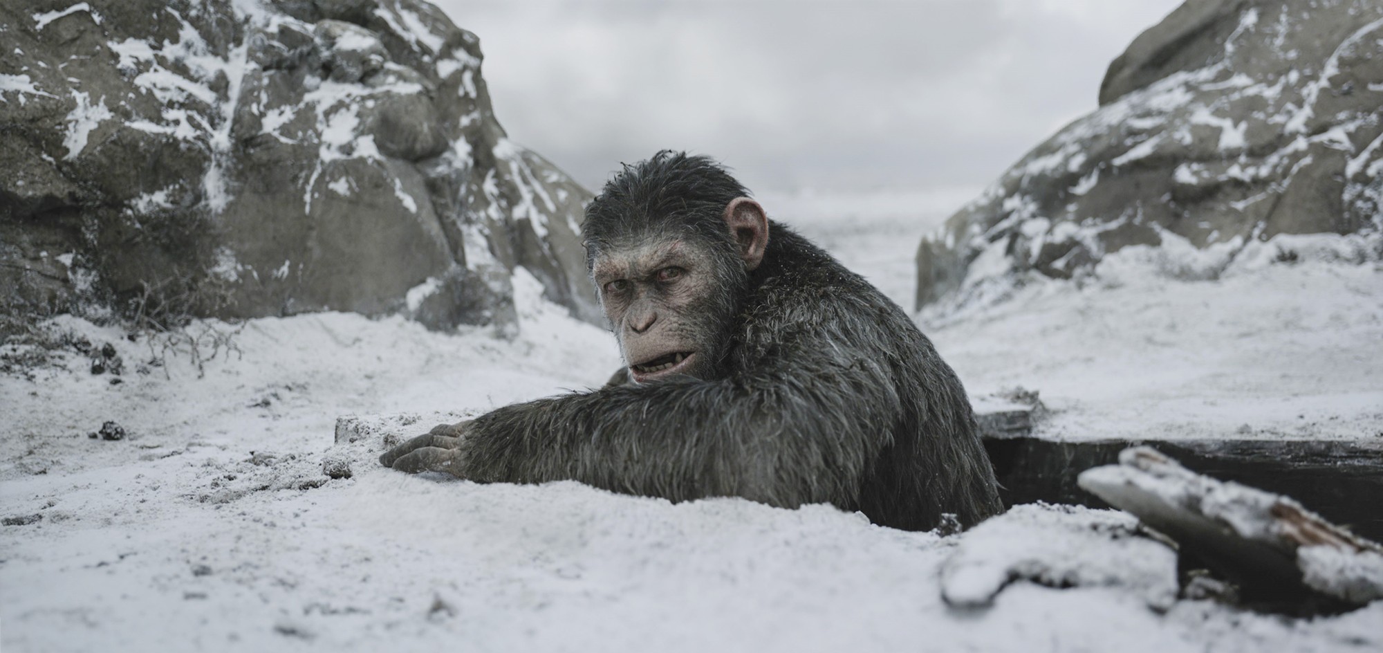 Caesar from 20th Century Fox's War for the Planet of the Apes (2017)