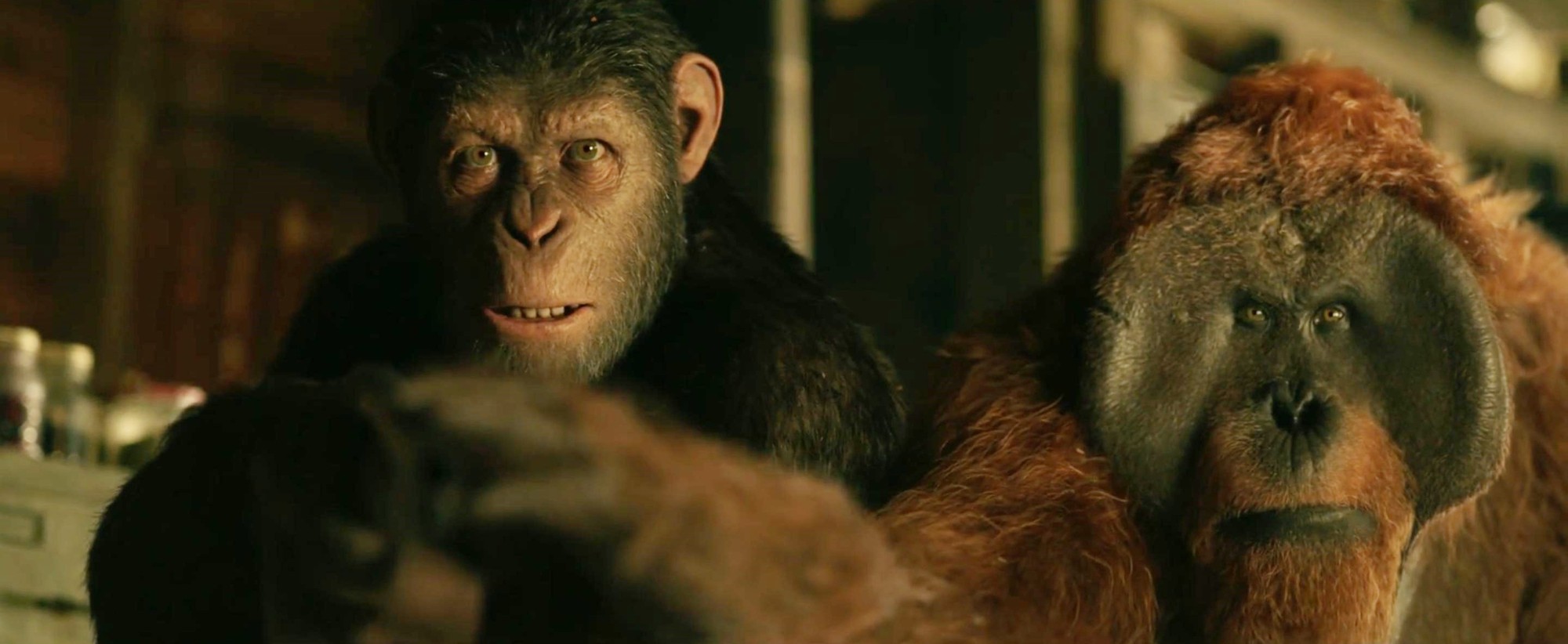 Caesar and Maurice from 20th Century Fox's War for the Planet of the Apes (2017)