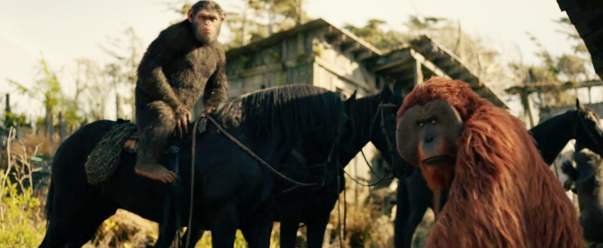 Maurice from 20th Century Fox's War for the Planet of the Apes (2017)
